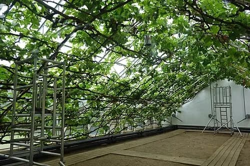 Inside the World's Largest Vine — Hampton Court Palace audio guide stop