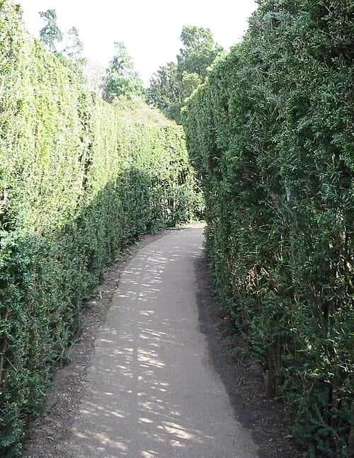 The Hampton Court Maze — Hampton Court Palace audio guide stop