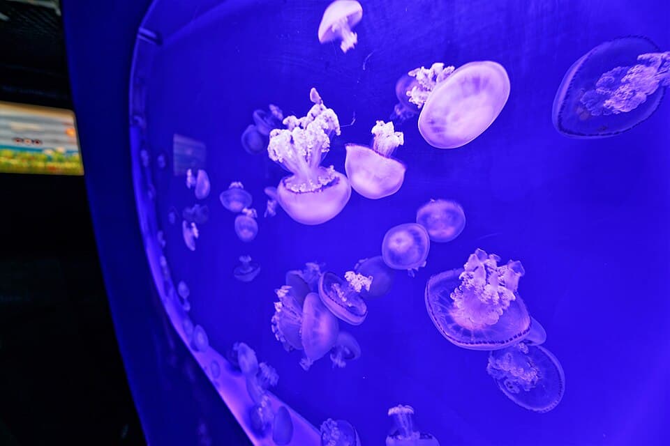 The Jellyfish Gallery — Ciutat de les Arts i les Ciències audio guide stop