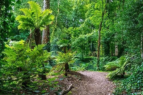 The Exotic Fern Glade — Blarney Castle audio guide stop