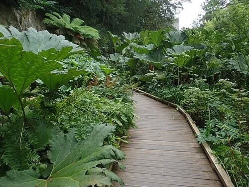 The Jungle Boardwalk — Blarney Castle audio guide stop