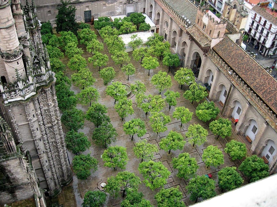 Orange Tree Courtyard