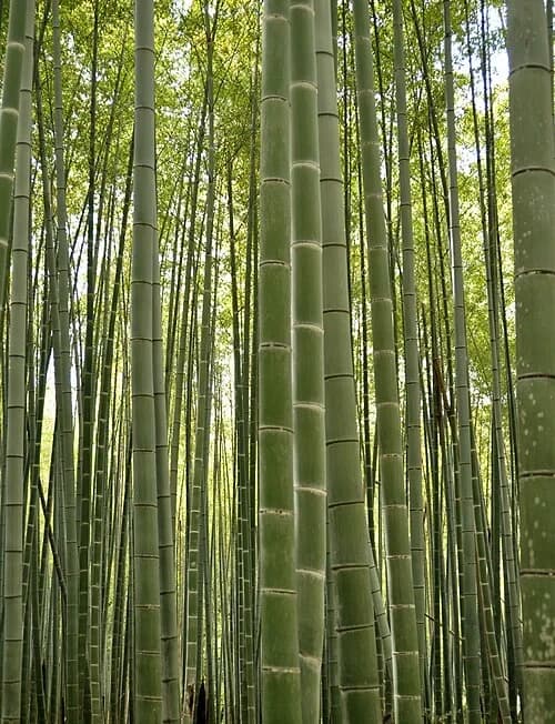 The Sagano Bamboo Grove — Ōkōchi Sansō audio guide stop