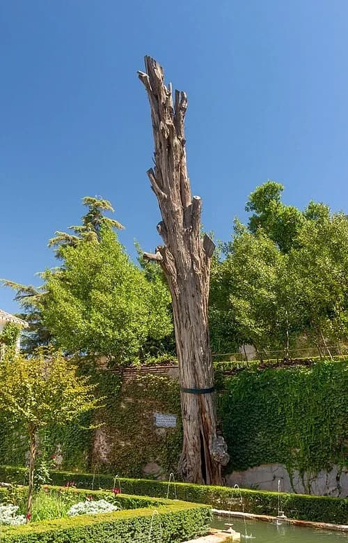 The Legend of the Cypress — Generalife audio guide stop