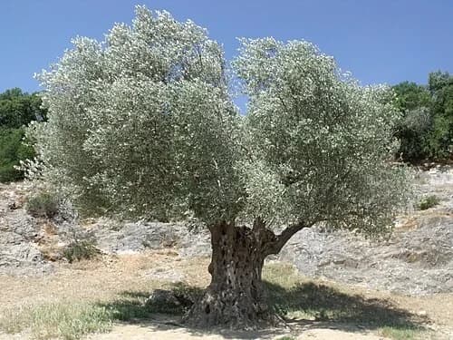 The Millennium Olive Tree — Pont du Gard audio guide stop