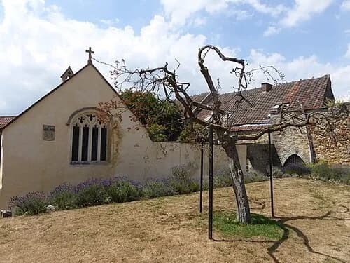 The Glastonbury Thorn — Glastonbury Abbey audio guide stop