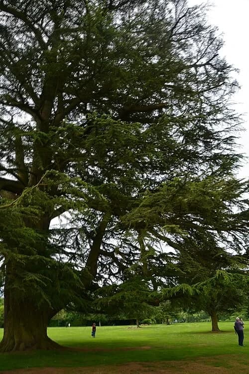 The Great Cedar