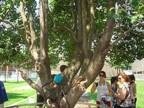 Survivor Tree