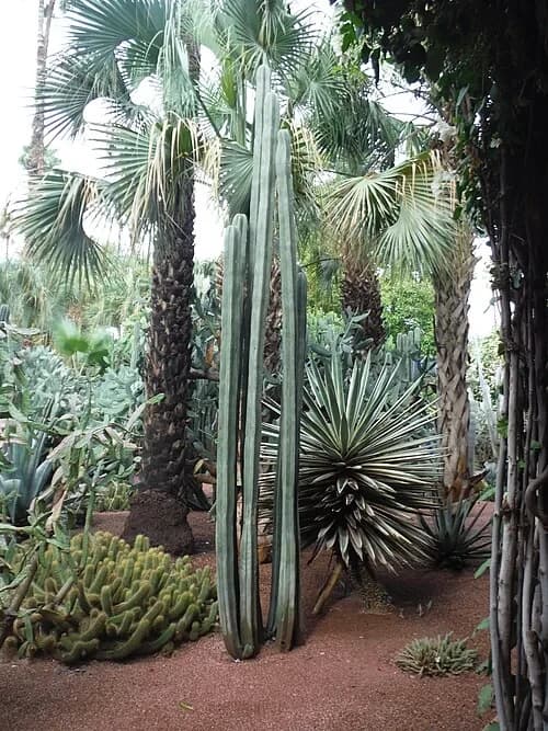 The Living Museum of Cacti