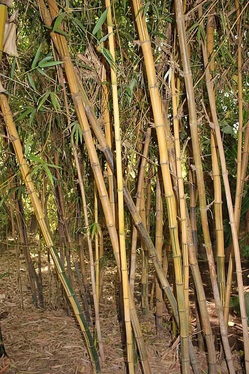 The Bamboo Grove